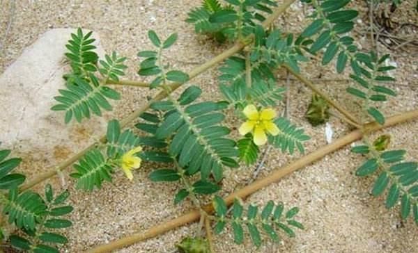 野生植物|这野草，俗称“拦路草”，人见了躲着走，却被道家奉为“长生药”