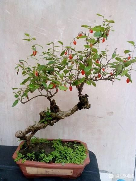 枸杞一般需要养几年才能养成盆景？