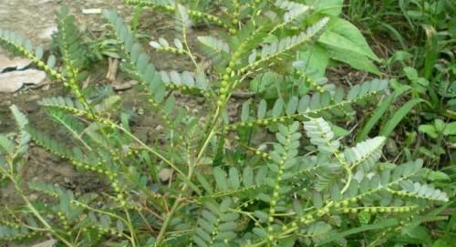 尿路感染|农村田边的野草，人称“珍珠草”，价值珍贵，若遇见，记得带回家