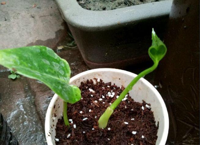 扦插|不用扦插,养花1盆变10盆,把根一掰,成活率翻倍!