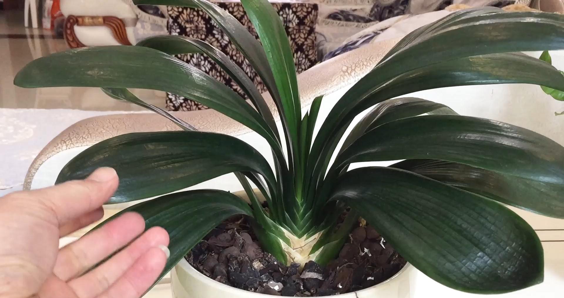 家养君子兰最简单的配土、施肥方法，不会烂根、好养