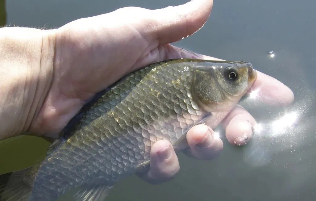 冬季大鲫鱼好钓?谣言!不注意3点,大板鲫和你无缘