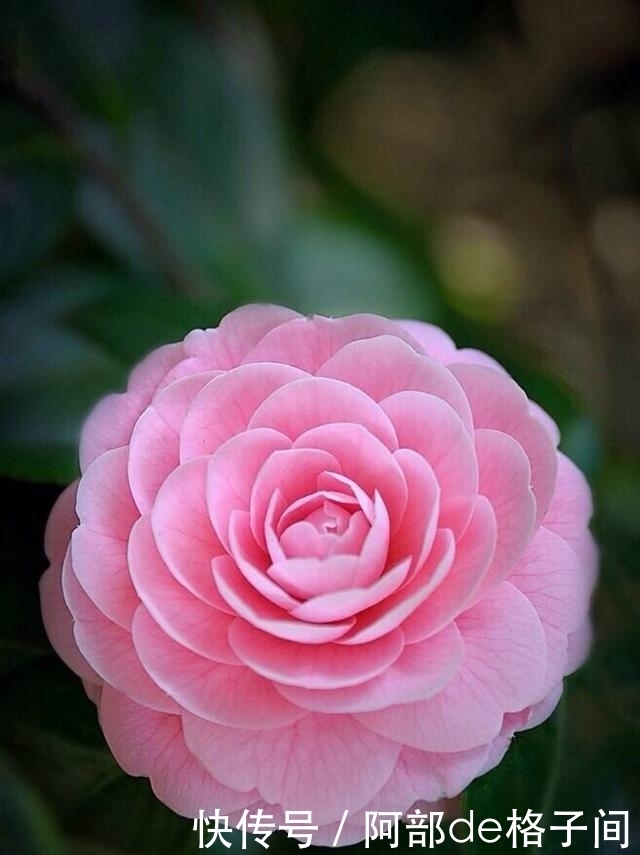 茶花僵蕾怎么办?找到原因对症下药,花蕾很快全部打开!