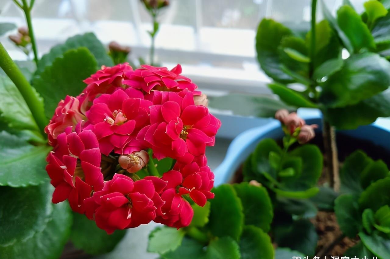 天凉开花|六月养长寿花,这“三位置”提前剪一剪,顺利度夏,天凉开花早