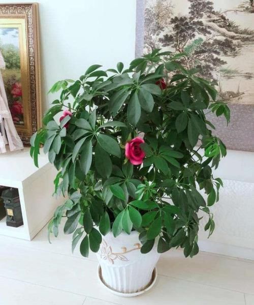 植物|4种“招财花”,喜不喜欢都要养,家里放一盆,财运自己送上门