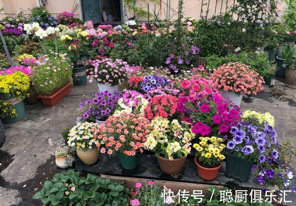 养花|逛花市的“小技巧”，低价花卉“随便淘”，大饱眼福又省钱