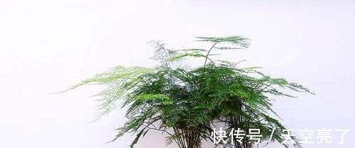 蚯蚓|1种不起眼的小东西，用来养文竹，四季不黄叶，蹭蹭冒新芽
