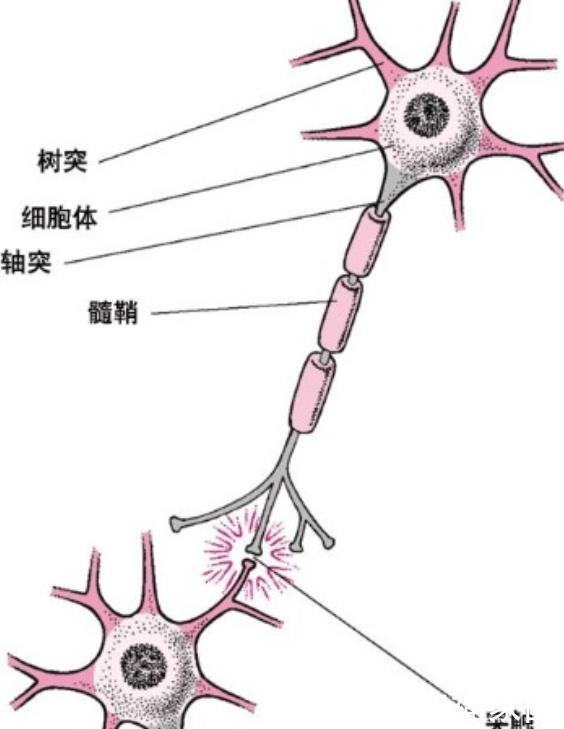 神经元联结|哈佛研究：在宝宝3岁之前，多接受以下“刺激”，能促进大脑发育