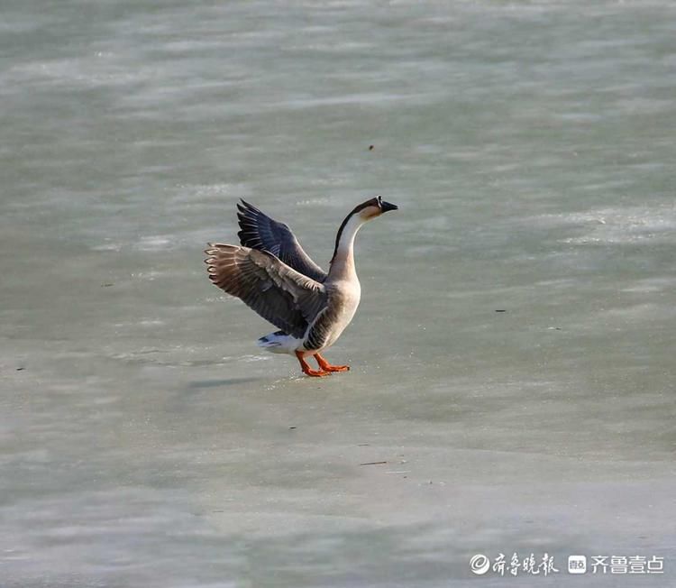 中年|鸿雁长什么样?冬日黄河沉砂池冰面上鸿雁嬉戏