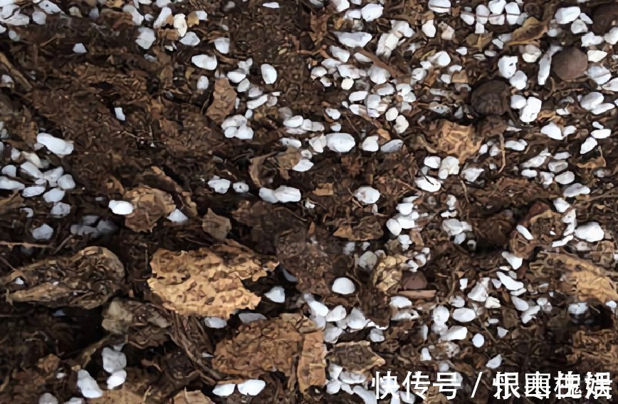 3样东西,吃完留下“废壳”,闷一闷拿来养花,比营养土强10倍