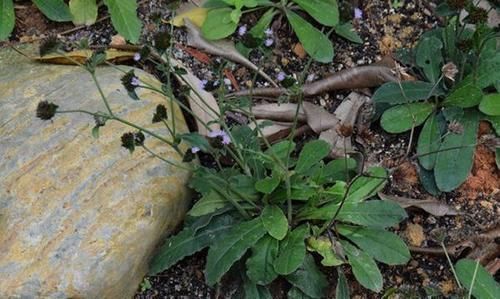 采摘|它是口腔溃疡“特效药”，人称地胆草，路边到处是，需要请重视！