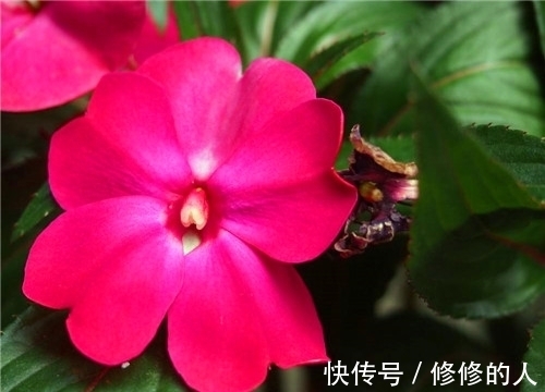 浇水|非洲凤仙如何养?教你3个养护小妙招,花开爆盆年年开花