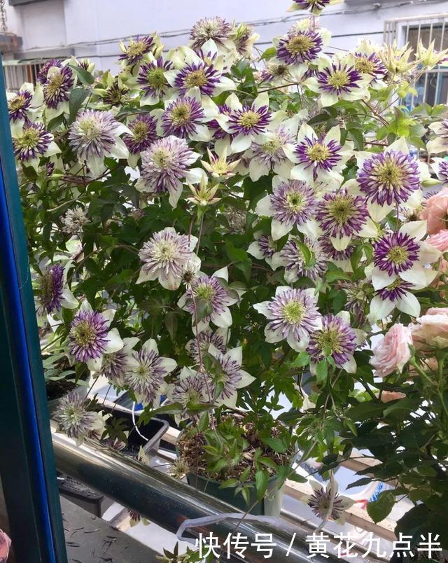 1种花现在剪,芽窜得更多,开出整面大花墙