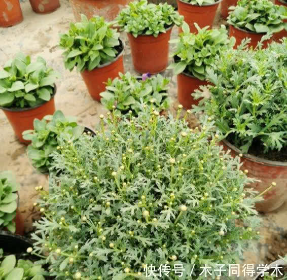 春天养玛格丽特,3多1少“爆花”小技巧,先长草球,再爆花球