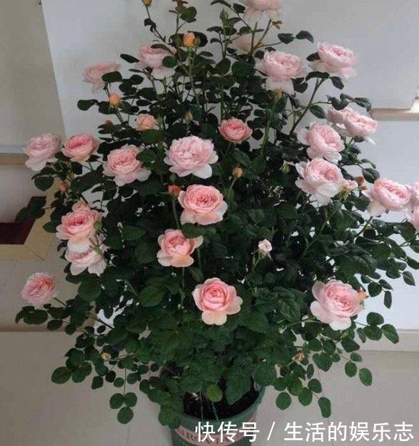 春天不用买盆栽,3种花,摘一个枝扦插,长成一大丛,漂亮好繁殖!