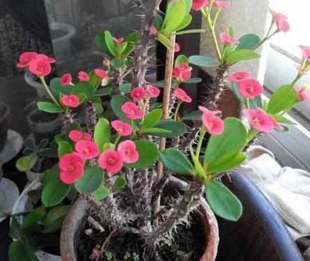 绿萝|越来越多人不养绿萝吊兰了,现在都流行这种植物新宠,好养又漂亮