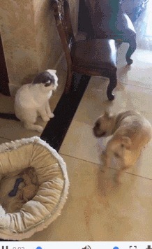 |搞笑GIF：女汉子真是不简单啊，还以为妹子要坐上去呢