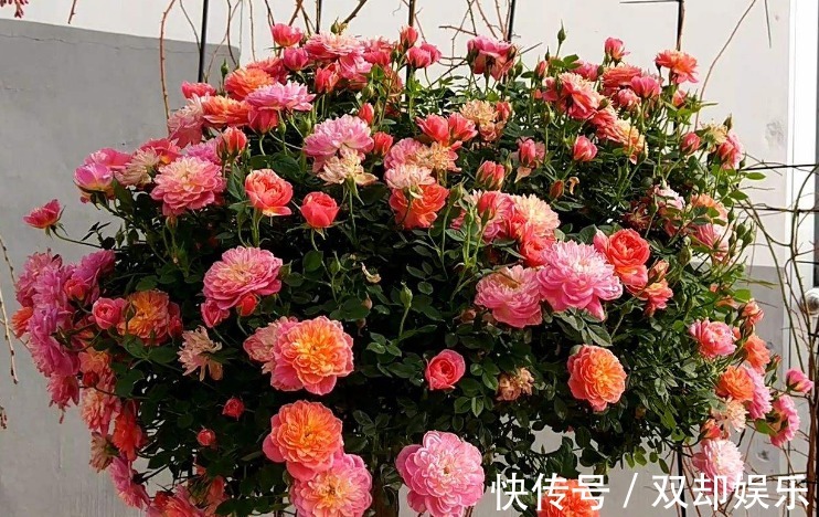 养花就养“它”,一年四季都开花,花开“多色”,30天养“爆盆”