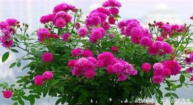 养花试试这几款,花开繁盛花香怡人,花朵硕大,美爆阳台!