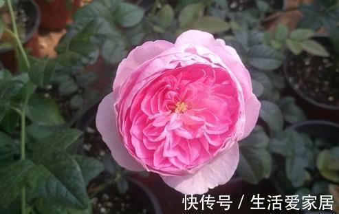 养花试试这几款,着花分外多,一次着花上百朵,种起来很轻易