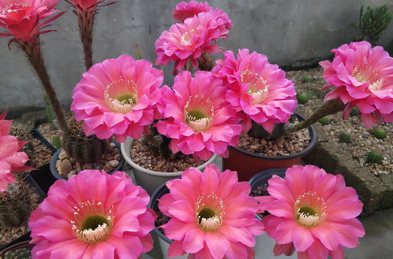 天生“怕水”的15种花，养不好都是因为“太勤了”，别忽视