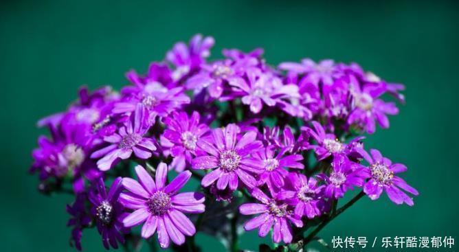 夜夜|天赐大吉兆,夜夜都偷笑,铁定变成有钱人的3属相