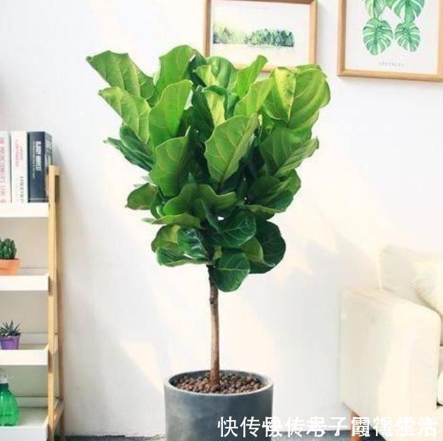 病菌|4种花养家里,空气1级棒,吸甲醛、杀病菌,还有助于睡眠!