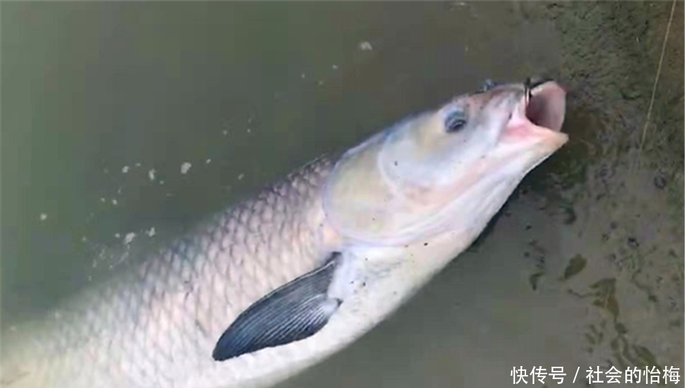 伊势尼|钓鱼技巧:鱼钩有宽门、长柄之分,在野钓中应该如何选择?