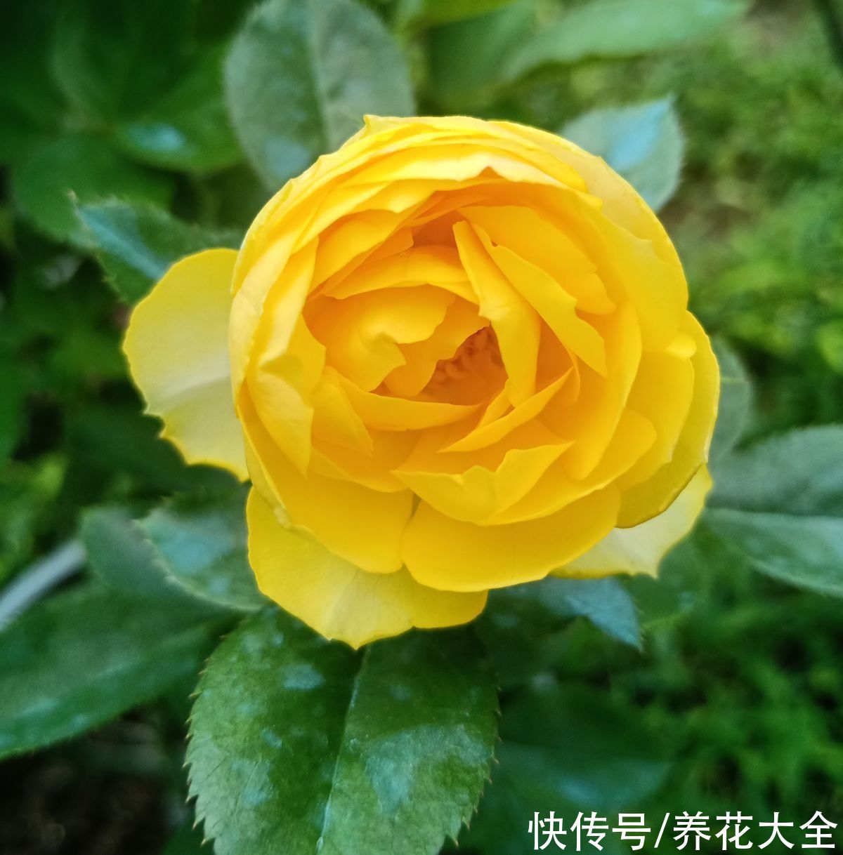 金丝雀|10种常见月季花图鉴，不要再问别人了，自己收藏慢慢看