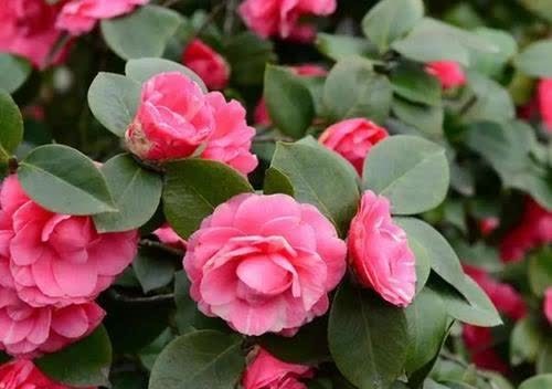 开春了,给茶花喂勺黑绿水,浇几次后猛长新芽,大花一朵接一朵!