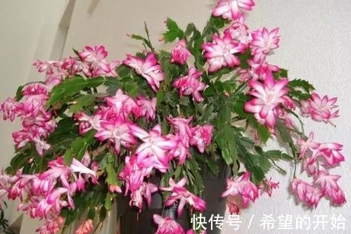 蟹爪兰开完花,做好3件事,快速服盆,开出满盆花!