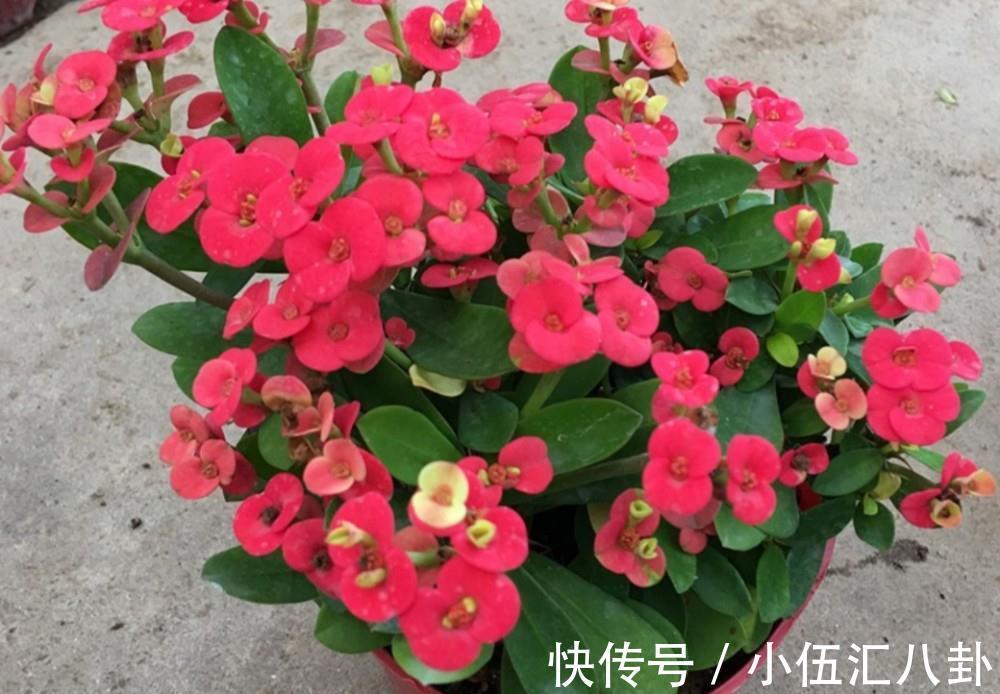 叶片|4种“四季花”,好养又漂亮,一年至少能开300天,值得拥有