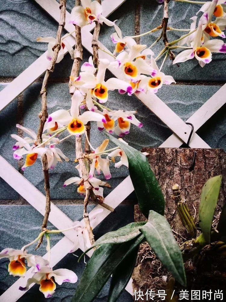 薇月|四年前,接手了朋友带120㎡院子的房子,打造成花园后朋友羡慕了