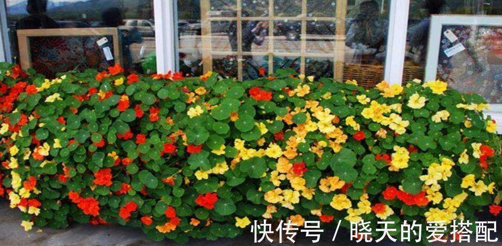 阳台|有个小阳台，养棵爬藤花，皮实好养绽放整个秋天，开出花瀑布