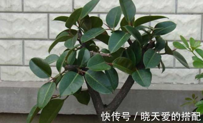 油绿|6种绿植大气上档次，适合客厅养护，好看好养又吉祥