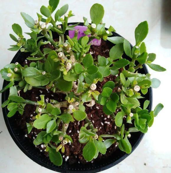 蟹爪兰|长寿花换盆，切忌越换越大，一直用小盆养才好！