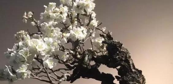 玩盆景必须学会的上盆技巧，这些方法要知道！