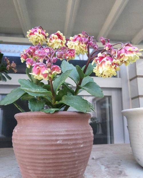  养成|好养易爆盆的花卉，一开就是300多天，随便一养成花海