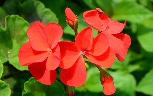 几款花卉，好看又好养，花色妖艳夺目，花开满院飘香