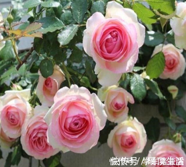 月季花|月季花最喜欢这三种肥,这个春夏花开满枝,就看它了!