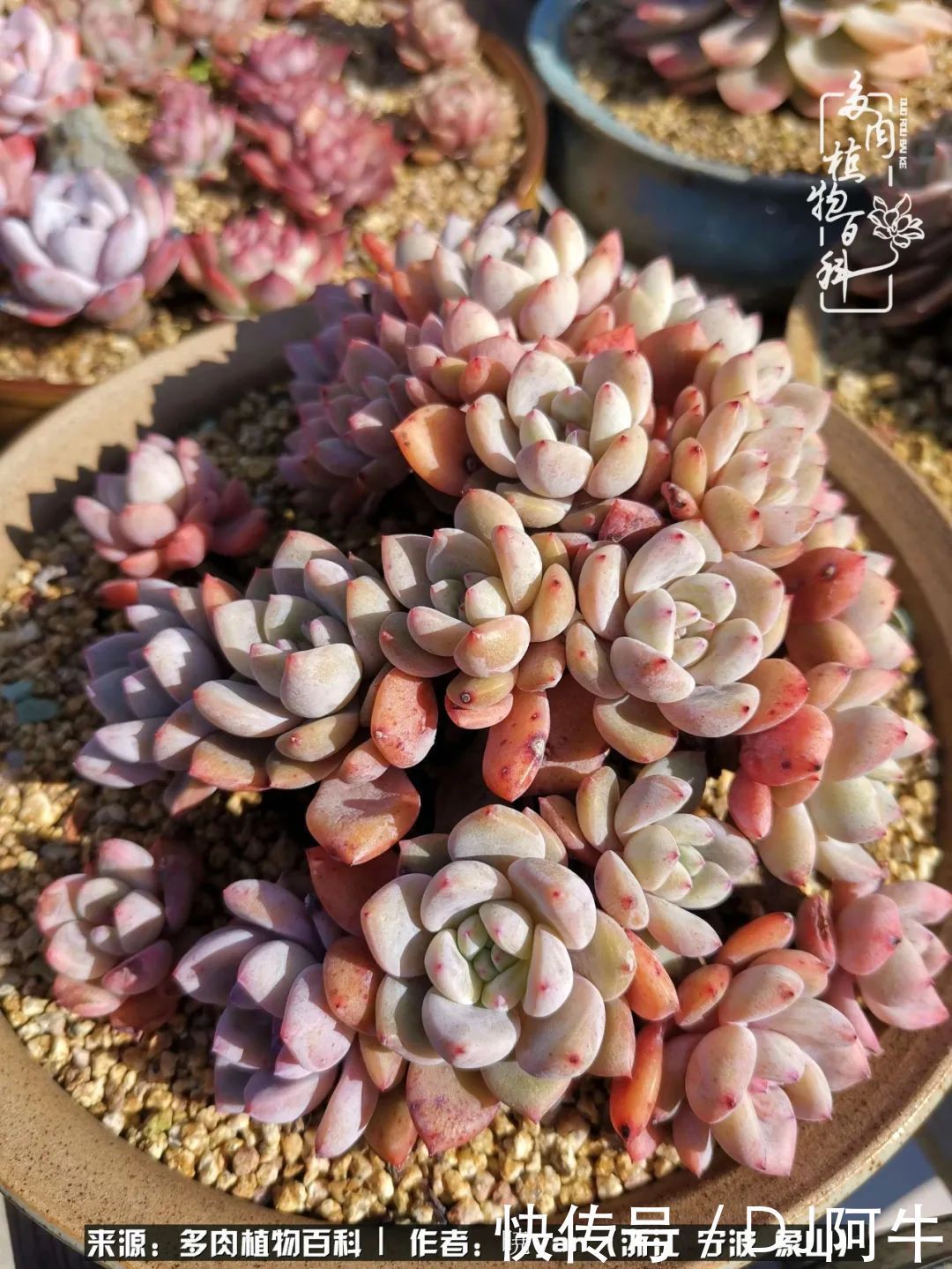 入多肉坑八年,始于初心,一切但求无愧于心