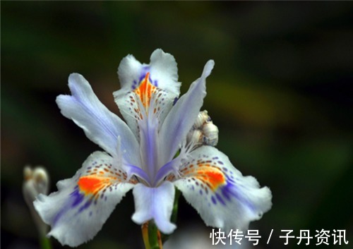 盆栽马兰花如何养教你3个养护马兰花的妙招，花开美丽又淡雅