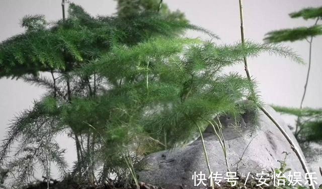 对门邻居家的“文竹”养成精了,整个屋子都爬满了,养花真技术