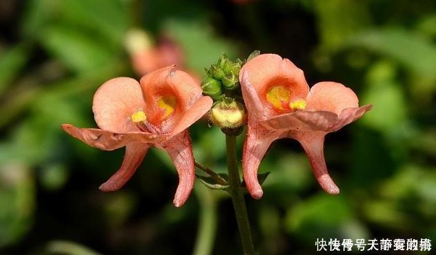 养花|新手养花,就选花卉独一无二,好养活易开花的花卉,值得拥有!