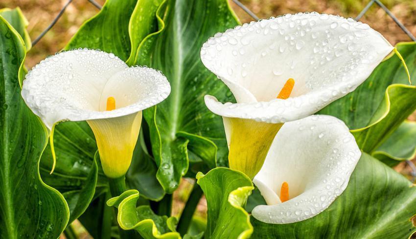 养花的花友请注意，这几种绿植一定不要摆在室内，对身体有害