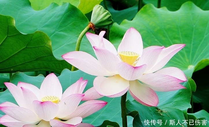 富贵|算命的说,11月运势大红大紫的3生肖,富贵无人能及!