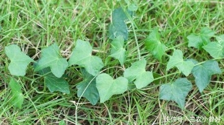 农村一种野果，以前没有人重视，现在一斤90块还供不应求