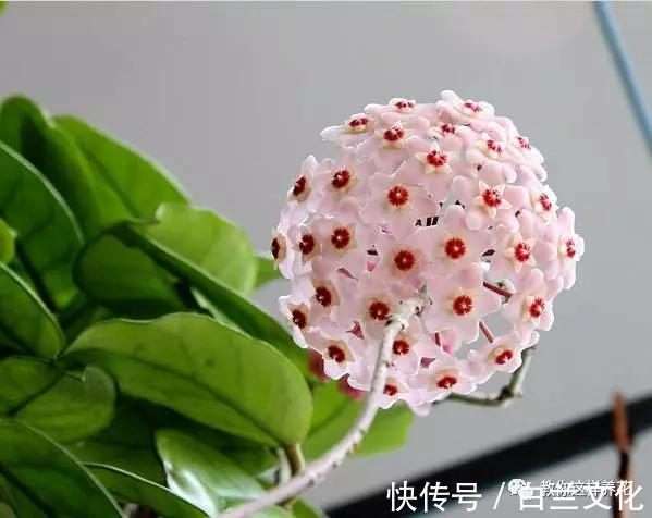 养花知识叫兰不是兰，花却美成仙，看看你家有几盆