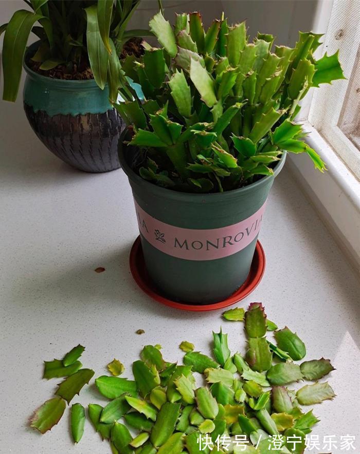 浇水|蟹爪兰度夏后叶片又薄又蔫,3招养厚叶片,秋花砰砰开爆盆!