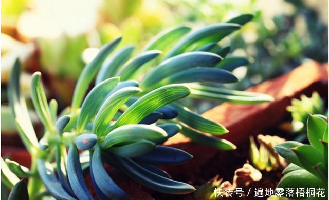 意境|10款意境深远的蓝色系多肉!养成老桩美呆了!越养越爱!